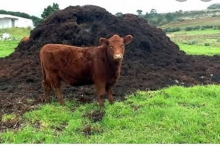 Big base of cow dung and urine farming in MP