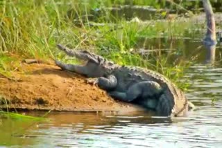 huge-crocodile-spotted-in-kumadwati-river-the-villagers-are-in-anxiety