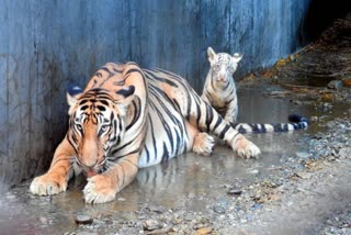 Cubs of Royal Bengal Tiger