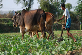 Farmers