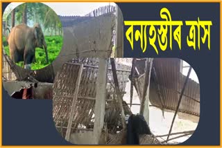 Elephant terror at Golaghat