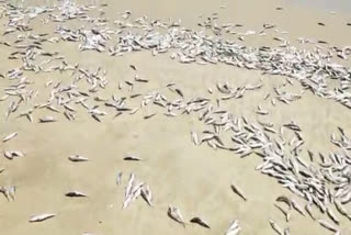 Fishes Died at Tikkavanipalem Beach