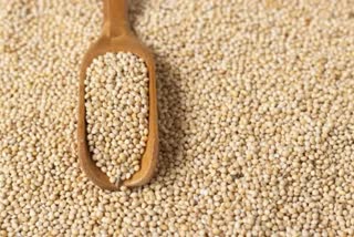 Eating Millets Leads To Better Growth In Children: Study  ധാന്യങ്ങൾ  ധാന്യങ്ങൾ വളർച്ച വർദ്ധിപ്പിക്കും  പോഷകാഹാരം  Millets  Growth In Children