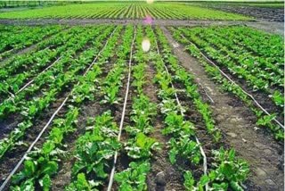 Drip Irrigation Subsidy