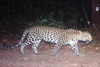 forest department trapping camera Captured Leopard photo in Belthangady