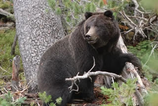 bear attack in anantapur