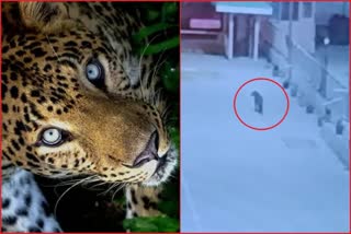 Leopard seen in JSW Karcham