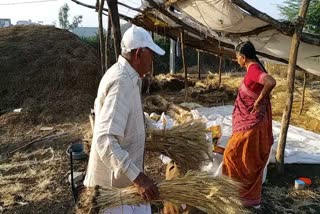 Junagadh Wheat Varieties: જૂનાગઢના ખેડૂતે 50 વર્ષની મહેનતે તૈયાર કર્યા 300 પ્રકારના નવા ઘઉંના બિયારણો, જુઓ