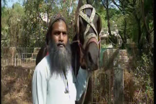 horse owner Shaikh Yusuf