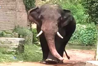 issue of compensation for damage from elephants raised in Jharkhand Assembly budget session