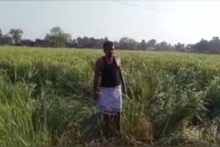 Firing in Land Dispute in Jehanabad