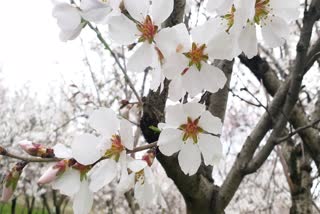 almond blossoms began to bloom