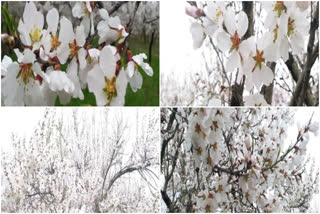 Almond blossoms visual treat to eyes as Spring arrives in Valley