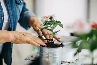 gardening benefits for physical health as well as mental health