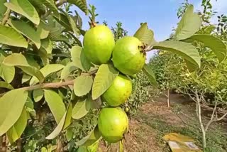 Koppal Farmers Urges For Market For Guava Fruit