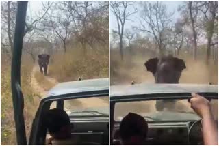 Elephant try to attack forest guards