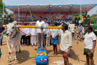 Ongole bull race