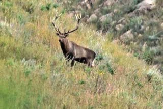 Endangered hangul carcass found in south Kashmir