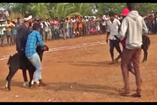 ram-fighting-game-held-in-basaveshwara-fair-near-haveri