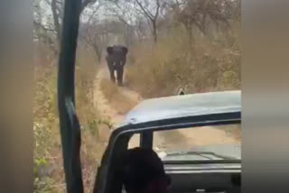 Elephant Attack On Official