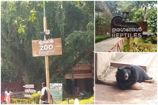 ഗ്രീൻ ഇഗ്വാനകളും, പന്നിക്കരടികളും  thiruvananthapuram museum zoo  kerala latest news  ഹനുമാൻ കുരങ്ങുകള്‍  തിരുവനന്തപുരം മൃഗശാലയിലെ ജീവികള്‍