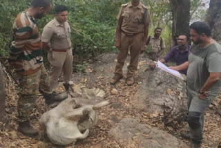 யானை உயிரிழப்பு