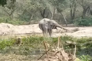 world famous jim corbett