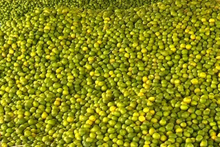 Apple price for lemons