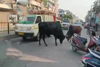 bulls fight in road