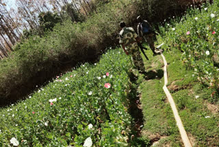 Police destroyed opium crop in Gumla