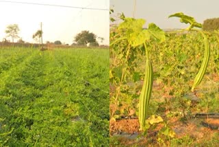 income in vegetables cultivation