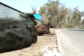 cow problem in west delhi