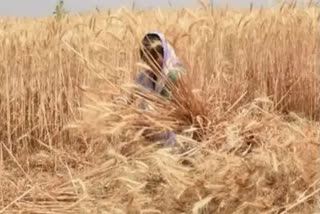 Russian, Ukraine war pushes demand for Indian wheat, retail prices may go up