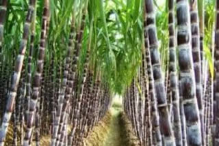 India's sugar production jumps by over 9% year-on-year
