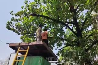 Thane Municipal Corporation cut down trees