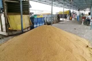 Wheat prices increased in MP