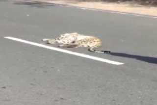 Leopard fainted after being hit by vehicle in narmadapuram