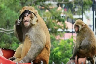 monkey problem in himachal