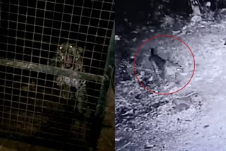 leopard trapped in palakkad  leopard attack  leopard in dhoni  ധോണിയിൽ പുലി കുടുങ്ങി  പുലി മാന്തി  പുലി ആക്രമണം