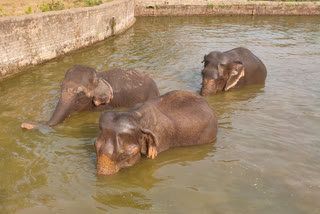 Summer management in Nandankanan to stress out different animals from scorching heat