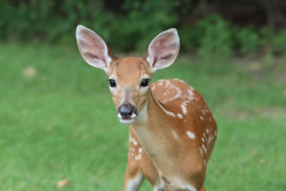 deer-dies-of-anthrax-on-iit-madras-campus