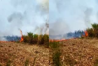 Sugarcane burnt in Accidental fire