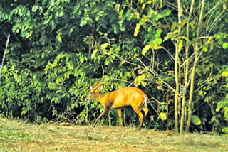 Four deer die in two days on IIT Madras campus , anthrax suspected as cause of death