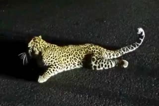 leopard Injured