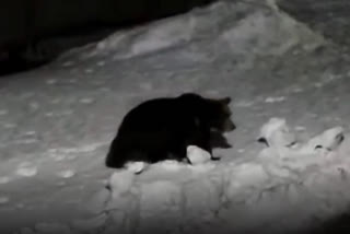 Black Bear Spotted Roaming in Sonamarg