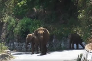 elephants-struggle-to-cross-where-road-expansion-work-is-ongoing-in-coonoor