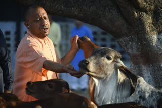 CM Yogi met loved ones in Gorakhnath temple spent time with Kalu and Gauri-Ganga