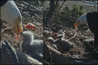 California mother feeding eagle chick  mother feeding eagle chick in California america  വിശന്നുവലഞ്ഞ കുഞ്ഞിപ്പരുന്തിന് തീറ്റയേകി കരുതല്‍ സ്‌പര്‍ശമായി അമ്മ  പറക്കമുറ്റാത്ത കുഞ്ഞിനെ പരിചരിക്കുന്ന തള്ള പരുന്തിന്‍റെ ദൃശ്യം  കാലിഫോർണിയ ബിഗ് ബിയർ തടാകം