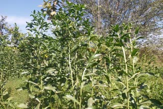 Kesar Farming in Bhilwara