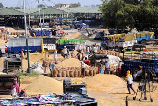 Punjab tops in paddy procurement under central pool with over 22% share